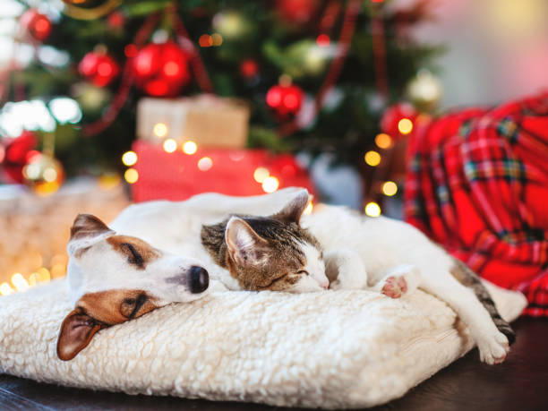 Weihnachten 2026 bei Miss-Scully