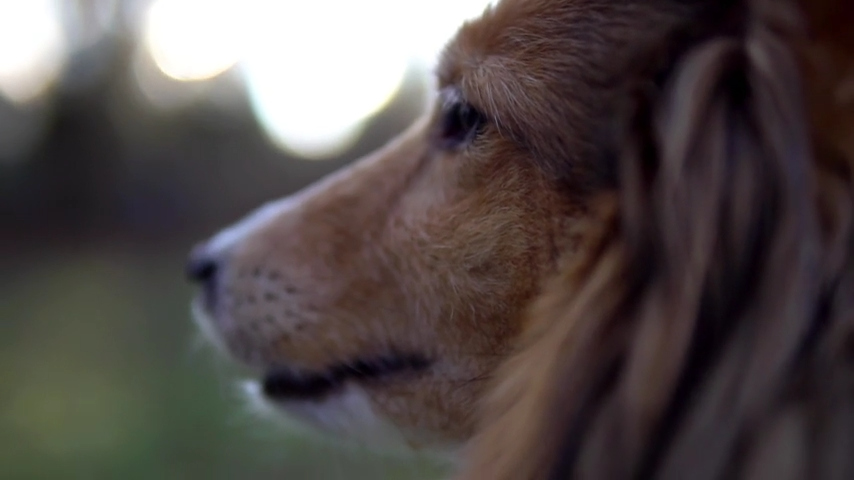 Hund im Abendlicht – Miss-Scully
