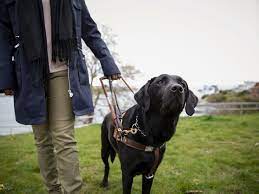 Hurtta Seeker Harness