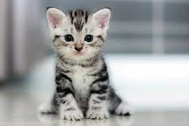 Katze