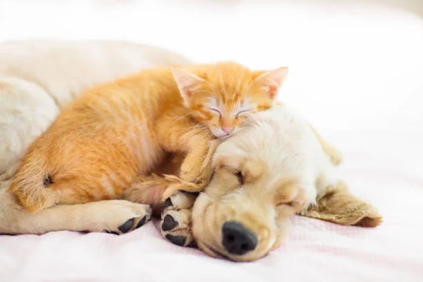 Hundebetten