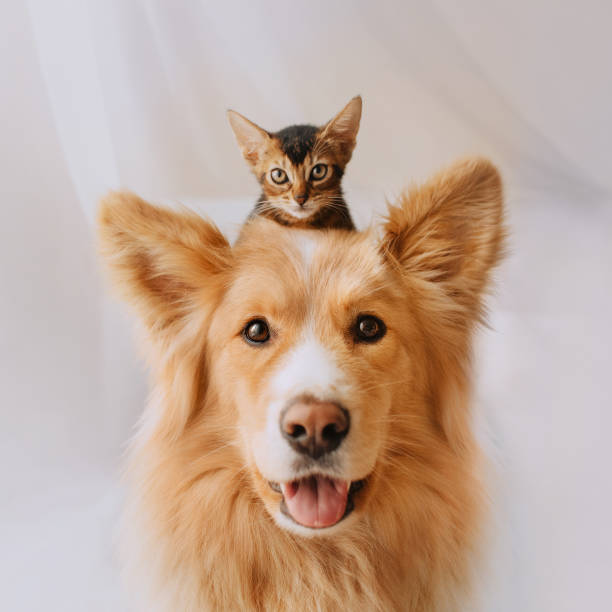 Hund und Katze Miss-Scully
